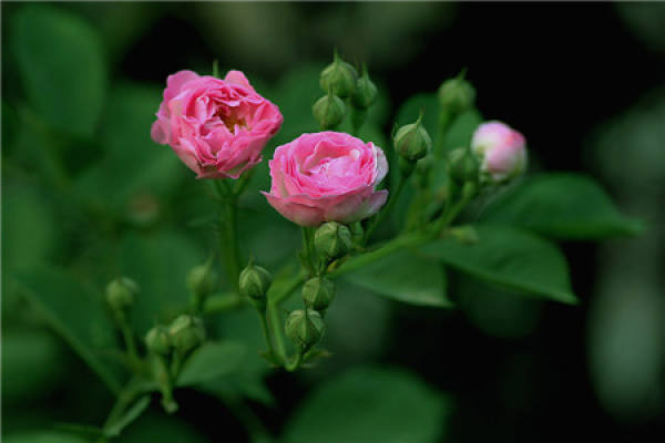 the growth of rose needs sunshine