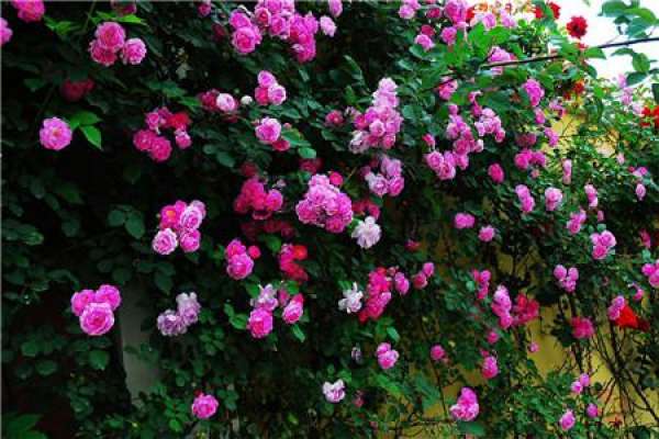 the growth of rose needs sunshine