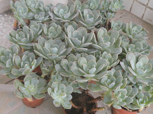Burst Pot Method of Lu's Stone Lotus — — Group Growth