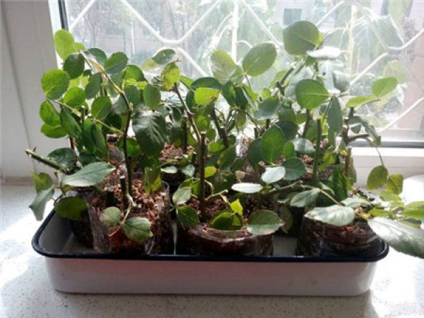 Rosa cuttage soil