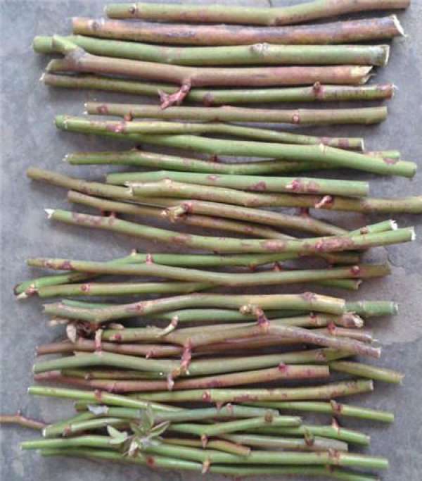 Rosa cuttage soil