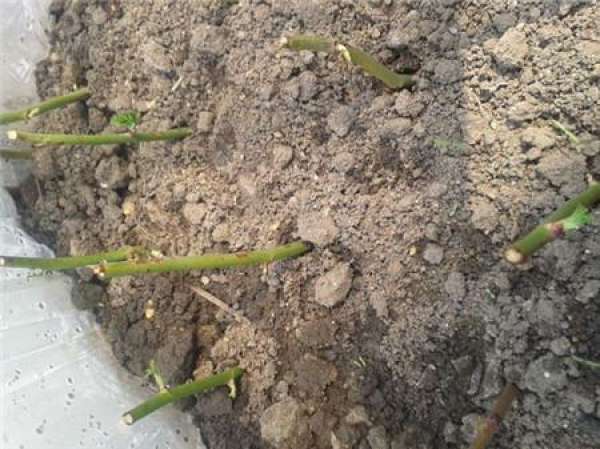 Rosa cuttage soil