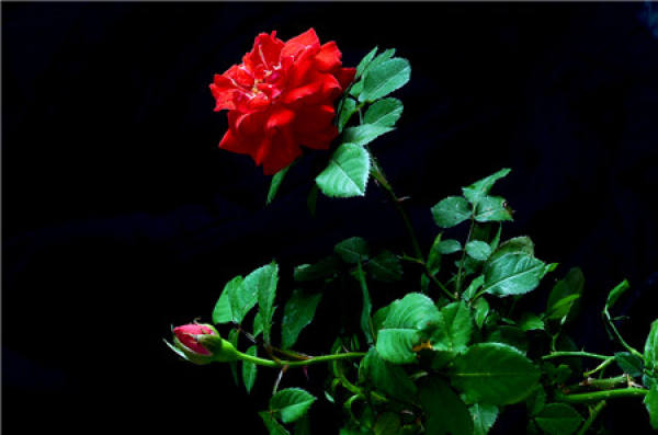 When do the roses bloom?