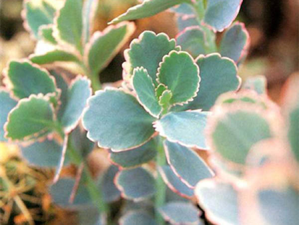 Culture of Jade Diaozhong Culture of Jade Diaozhong