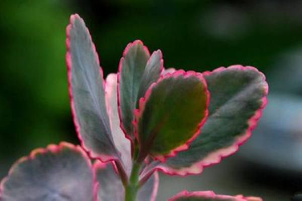 culture of jade bell culture of jade bell