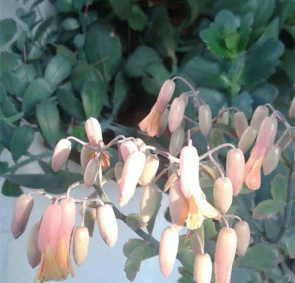 Jade bell flower pictures