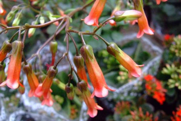 picture of flower of jade bell