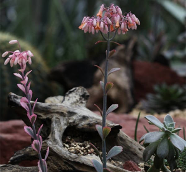 picture of flower of jade bell