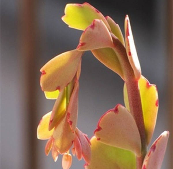 picture of flower of jade bell