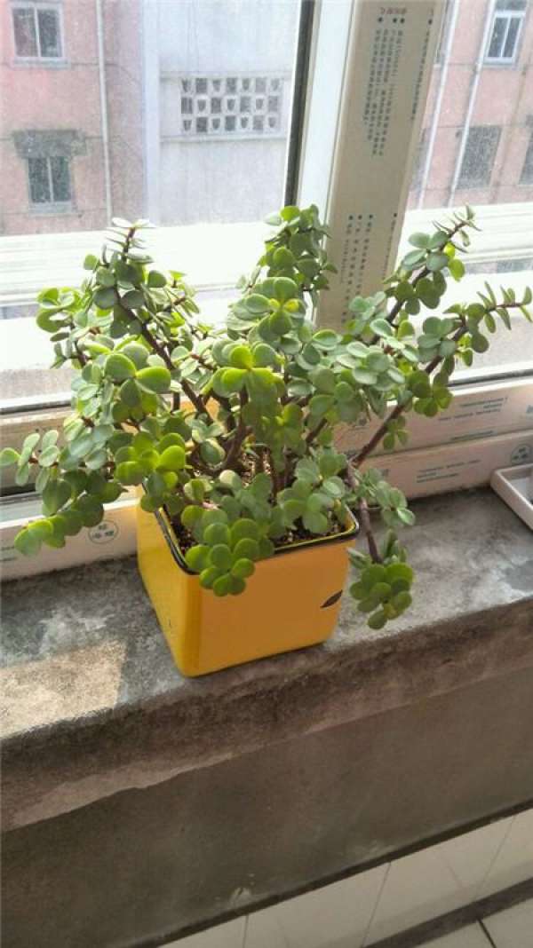Portulacaria afra