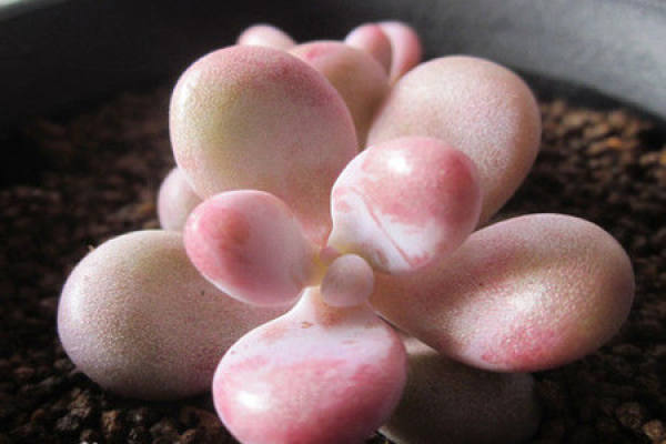 peach eggs