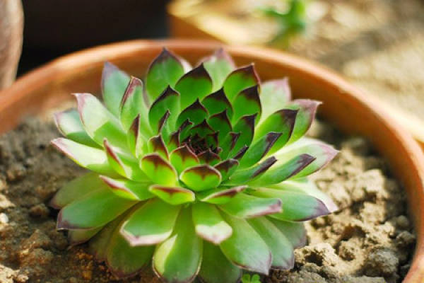 cultivation method of Buddhas lotus