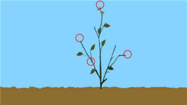 Prune roses after frost