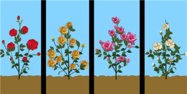 Prune roses after frost