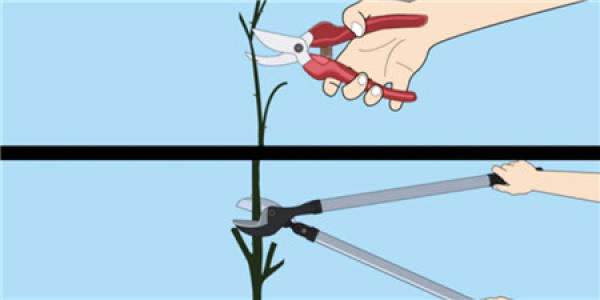 Prune roses after frost