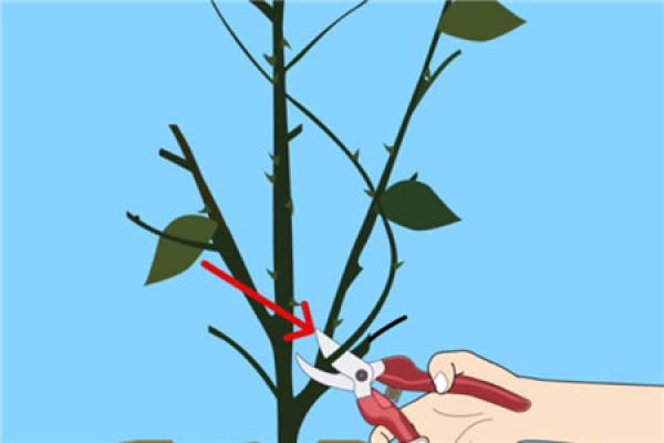 Prune roses after frost