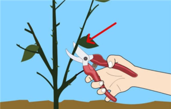 prune rose after frost