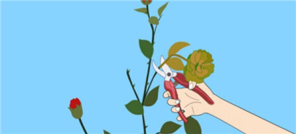 prune rose after frost