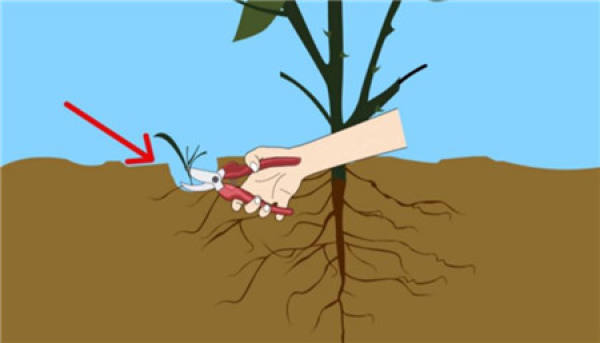 prune rose after frost