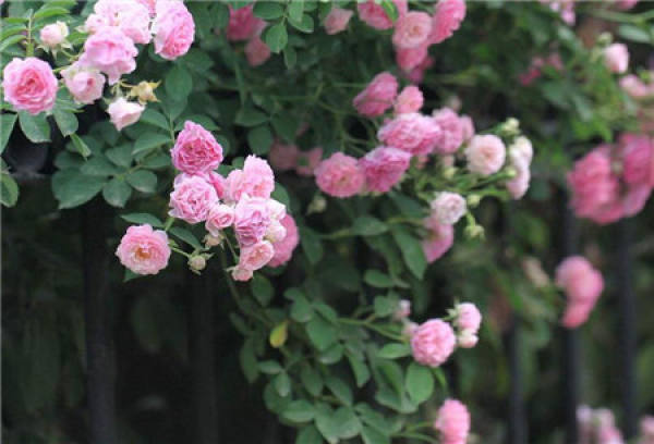 Ffect of water on Rosa hybrida