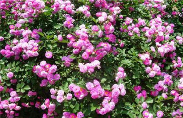 Ffect of water on Rosa hybrida