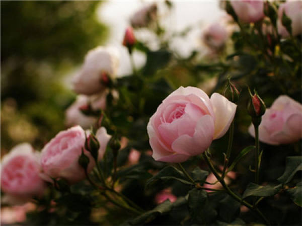 factors influencing the watering of rose