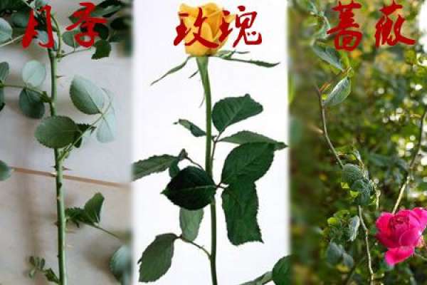 The difference between rose and rose
