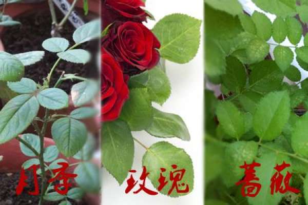 The difference between rose and rose