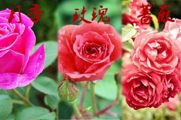 difference between rose and Rose: different branches