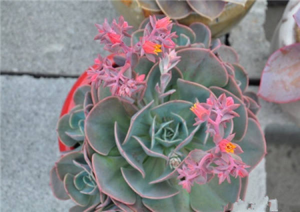 will hongfantaige blossom