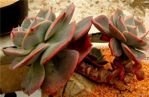 The Propagation Way of Hongfentaige