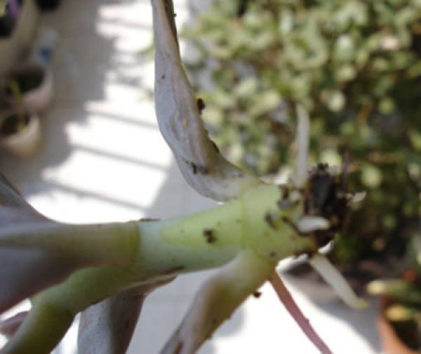 how to cut off the head with a jade bell