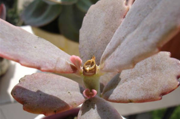 how to cut off the head with a jade bell