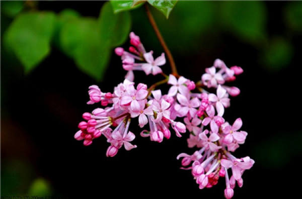 Pot culture method of lilac flower
