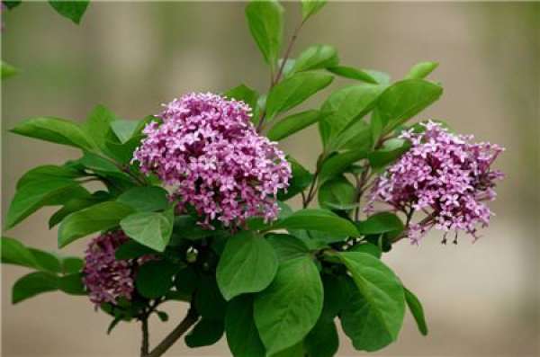 Pot culture method of lilac flower