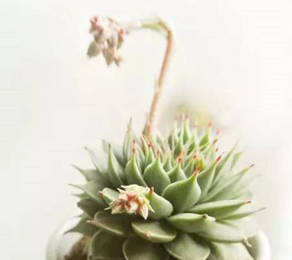 Does the silver star blossom?