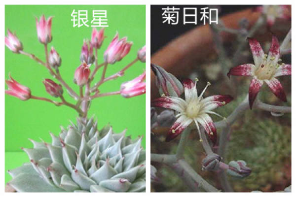 the difference between silver star and chrysanthemum sun sum