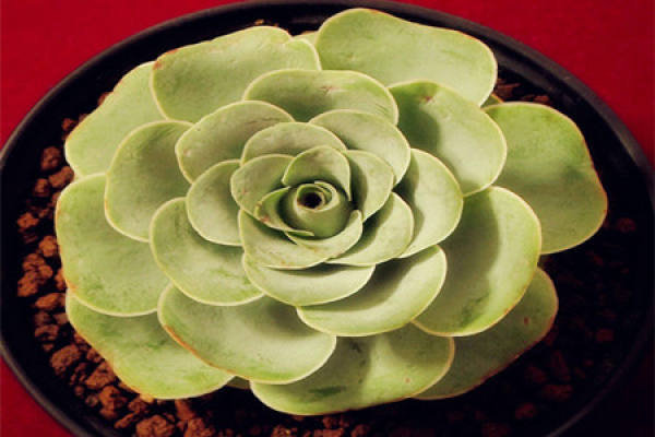 Mountain Rose Culture