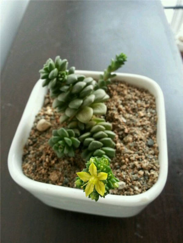can jade blossom
