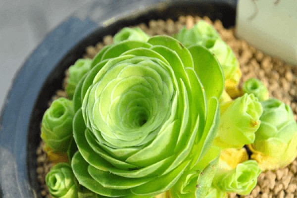 mountain rose breeding