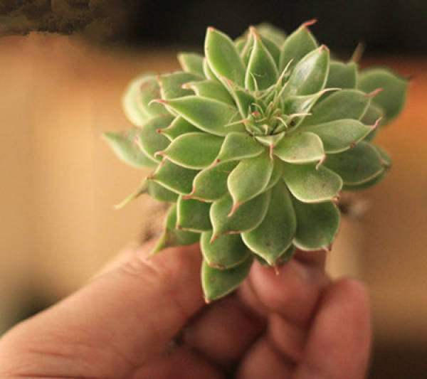 Propagation method of silver star