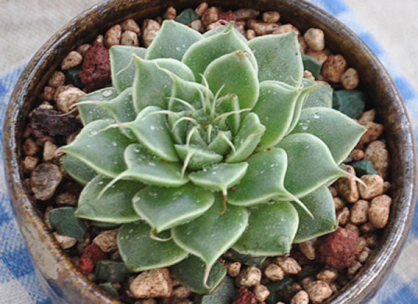 Propagation method of silver star