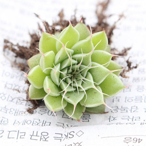 cutting of propagation method of Silverstar