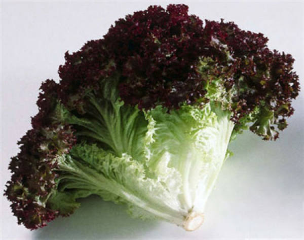 lettuce
