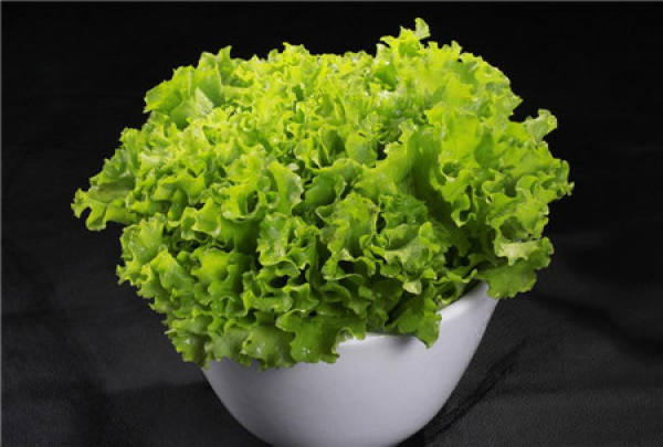 The growth temperature of lettuce