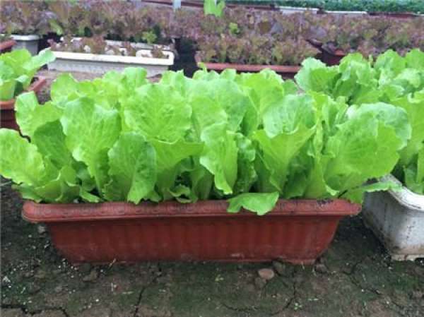 The growth temperature of lettuce