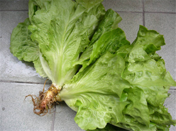 Romaine lettuce