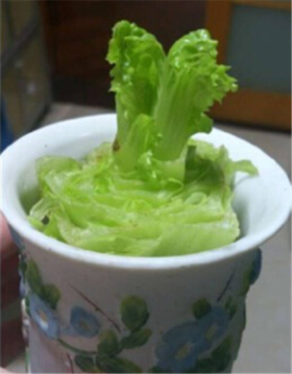 Romaine lettuce