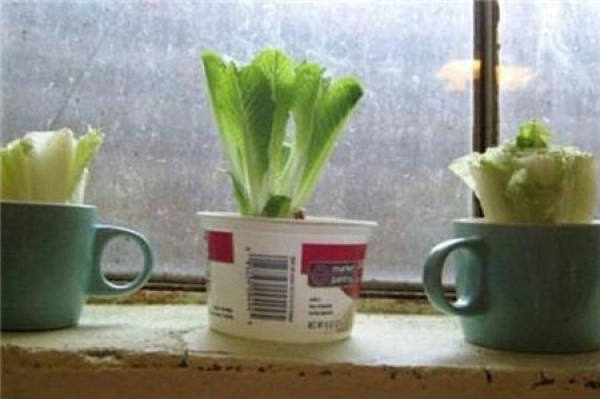 Romaine lettuce