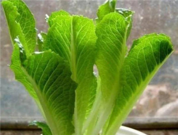 lettuce